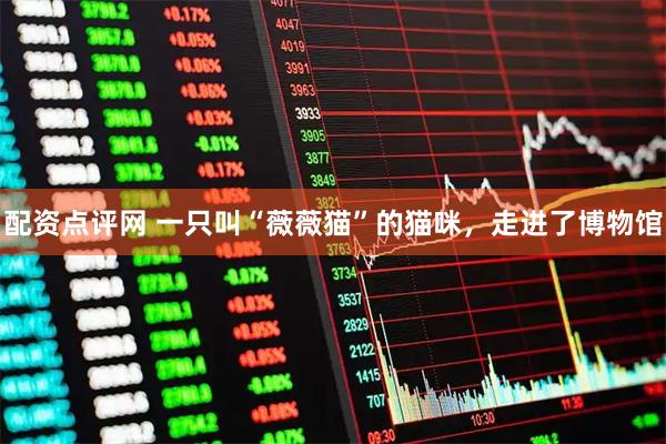 配资点评网 一只叫“薇薇猫”的猫咪,走进了博物馆